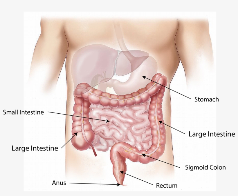 Nine Interesting Facts About The Stomach Grlife Grand - Poop In The Body, transparent png download