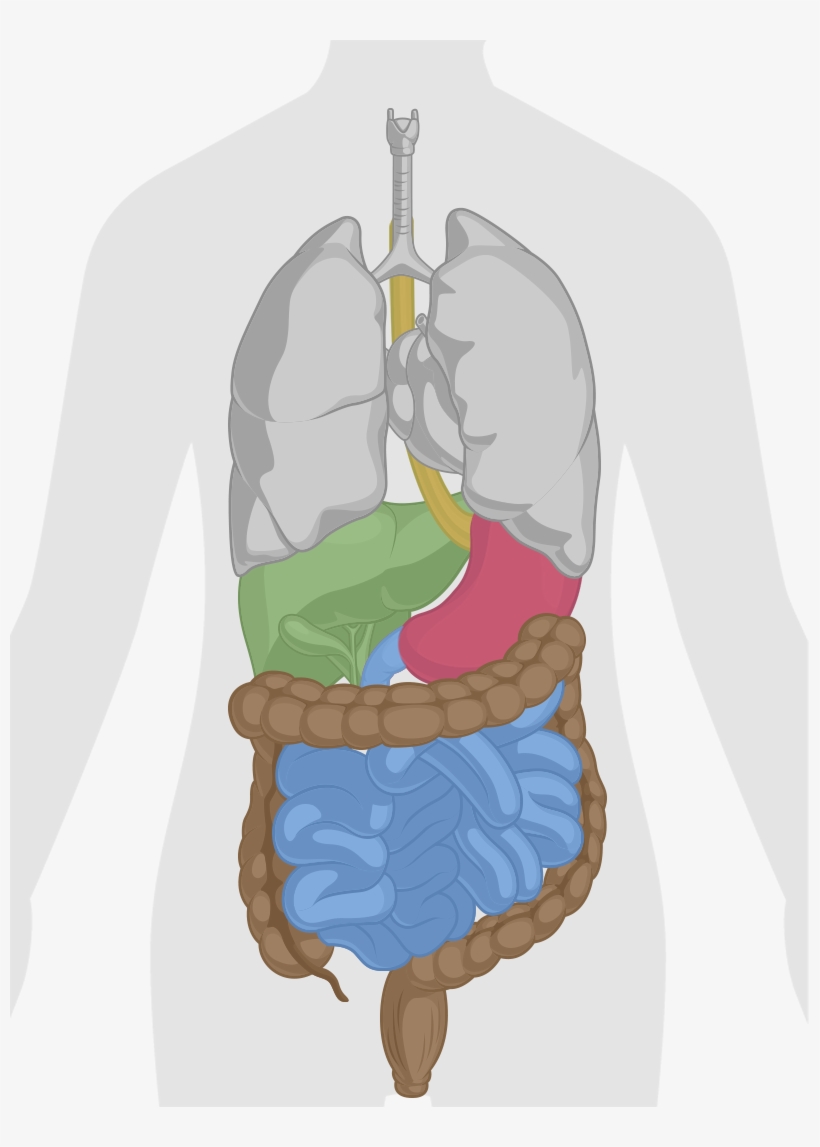 How Does Dr - Digestive System Anatomy Png, transparent png download