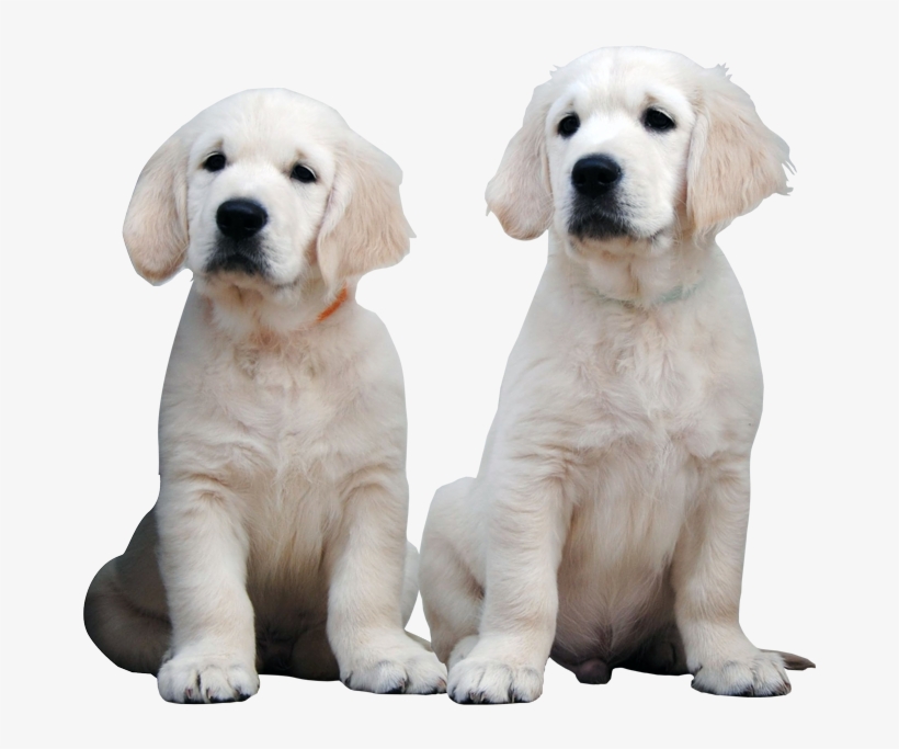 Elcome To Verdinal Golden Retrievers, We Breed Golden - Golden Retriever, transparent png download
