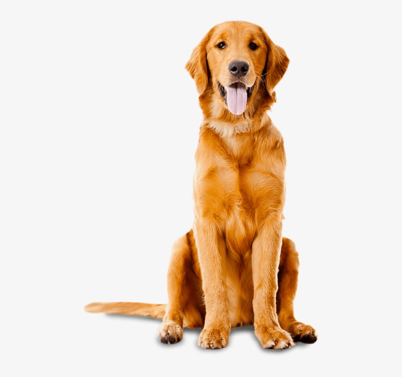Banner Transparent Download Humane Society Of Cowlitz - Animals That Has Loud Sounds, transparent png download