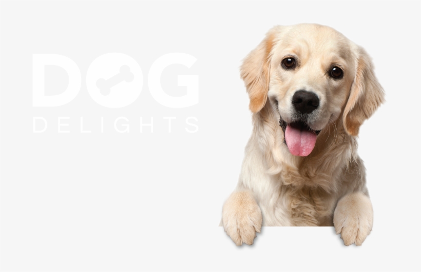 Dog Delights Background - 寵物 桌布, transparent png download