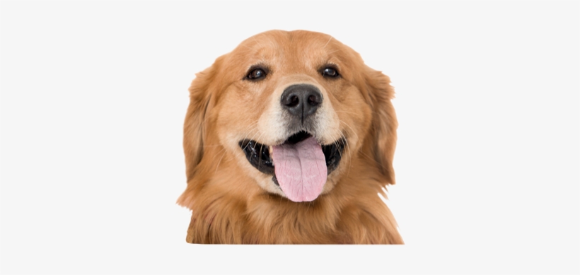 Sign Up Today - Perro Pedigree, transparent png download