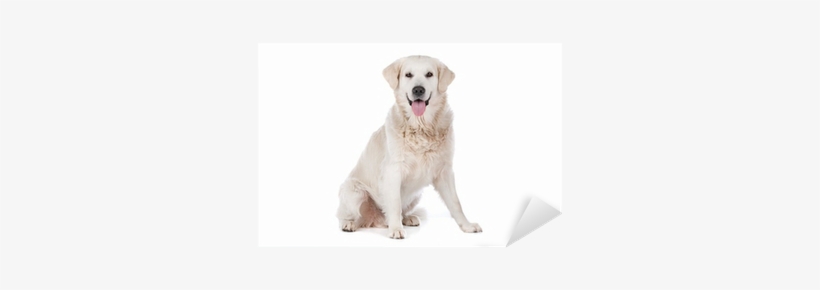 Golden Retriever, transparent png download