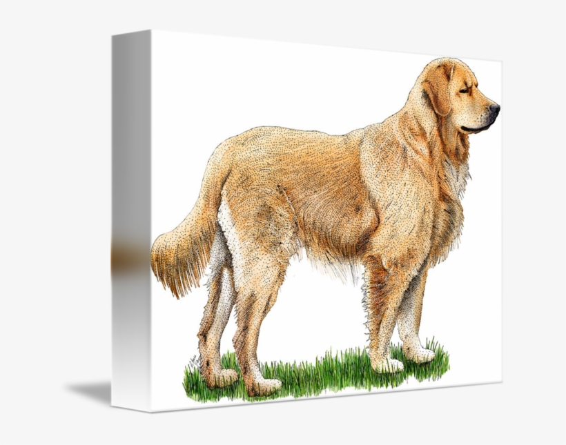 By Roger Hall - Golden Retriever, transparent png download
