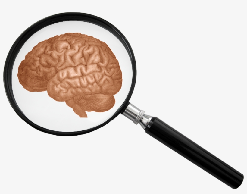 Onlinelabels Clip Art - Brain And Magnifying Glass, transparent png download