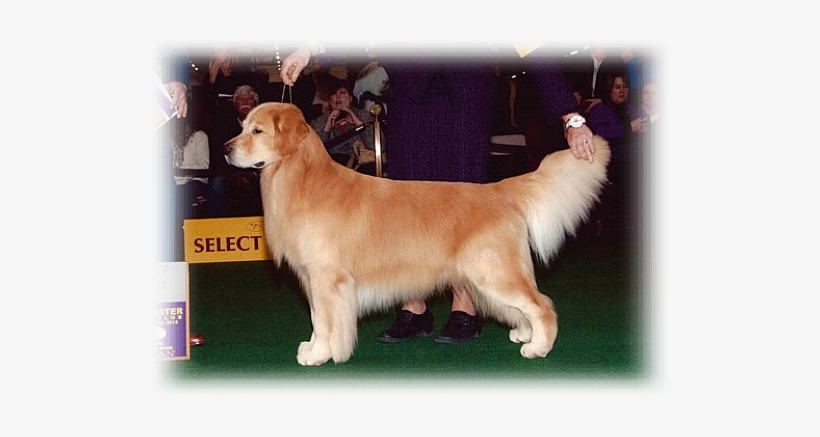 Video And Image Hosting - Golden Retriever, transparent png download