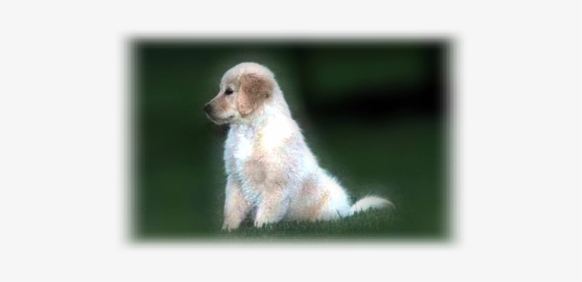 The Experiences Along The Way Taught Me Many Lessons - Standard Poodle, transparent png download
