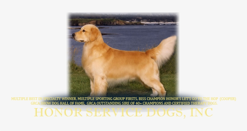Golden Retriever Show Dog, transparent png download