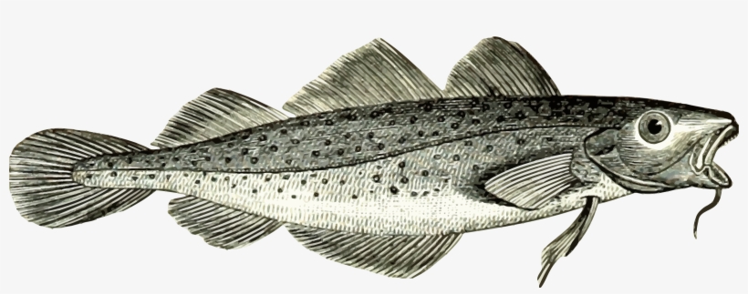 Cod Png, transparent png download