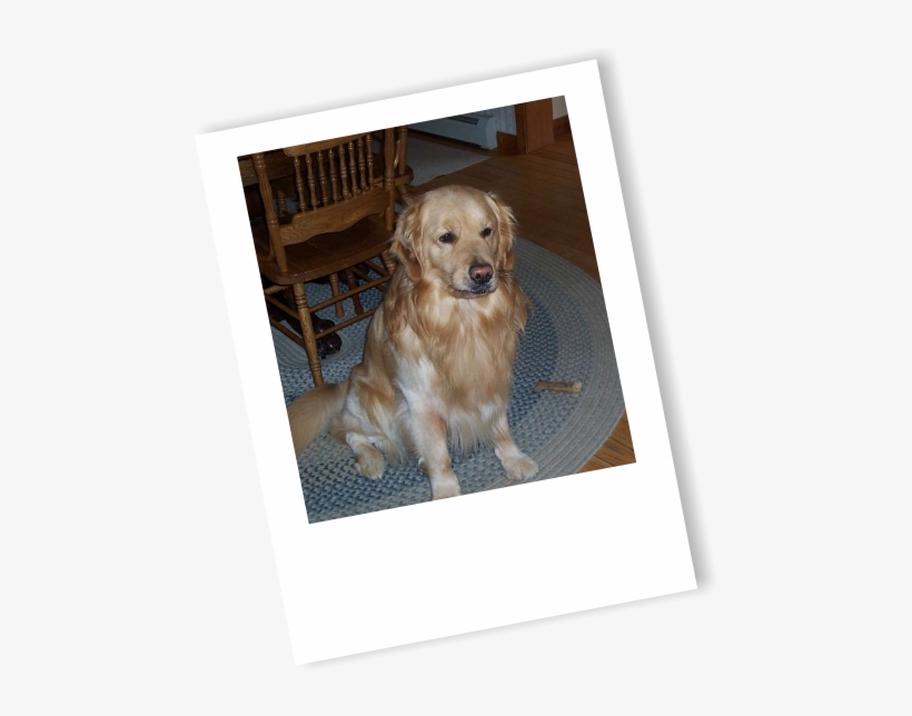 Golden Retriever, transparent png download