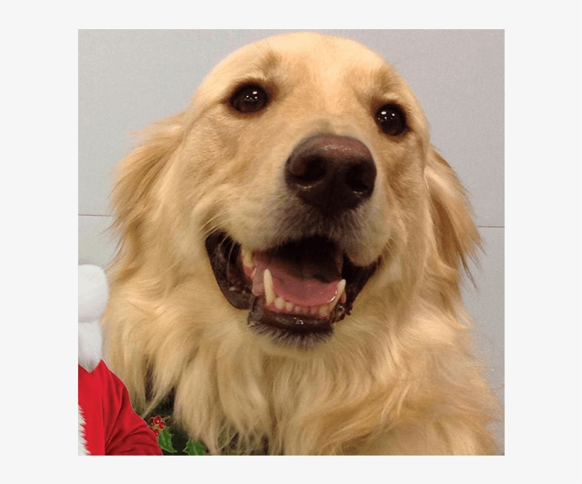 B1 - Golden Retriever, transparent png download