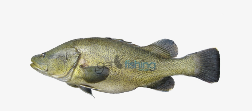 Murray Cod, transparent png download