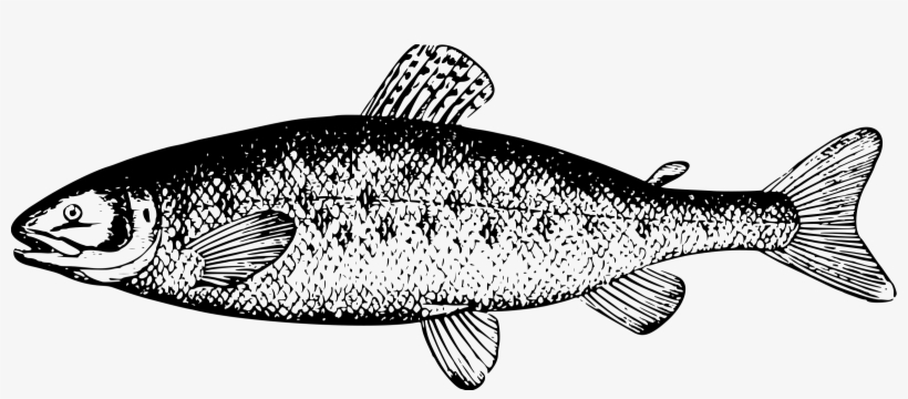 Salmon Png, transparent png download