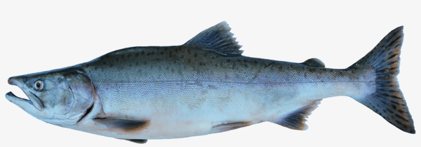 Wild Salmon Png - Salmon, transparent png download