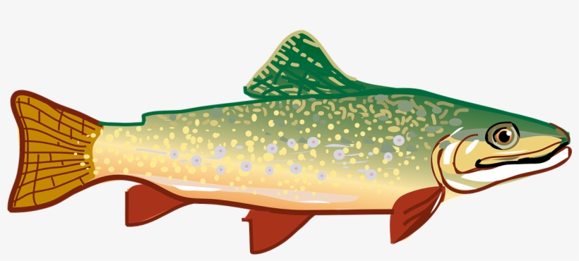How To Make Drawing Of Fish - Trout Clipart, transparent png download