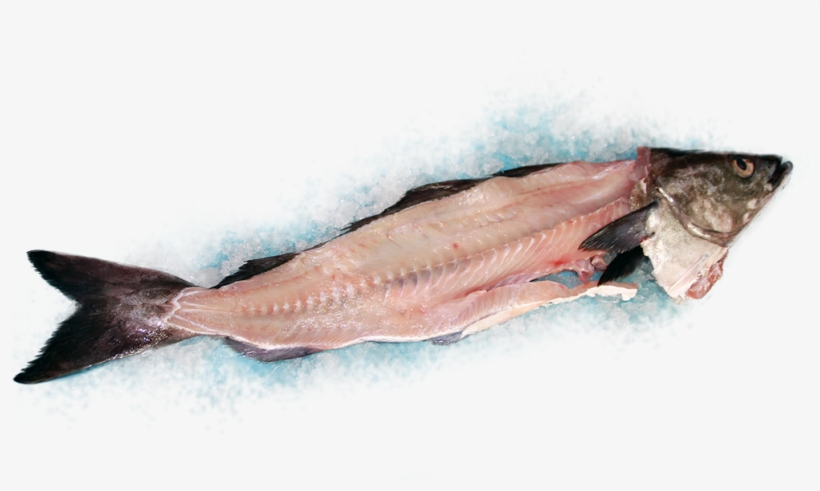 Saithe Backbones - Parure, transparent png download