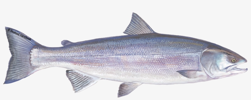 Salmon - Sea Fishes Market Png, transparent png download