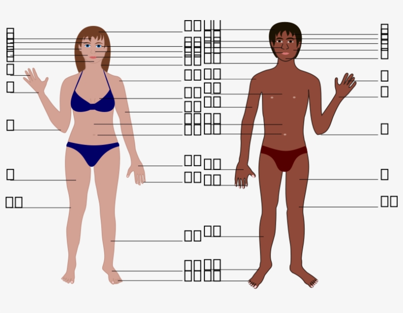 This Free Clipart Png Design Of Human Body Both Genders, transparent png download