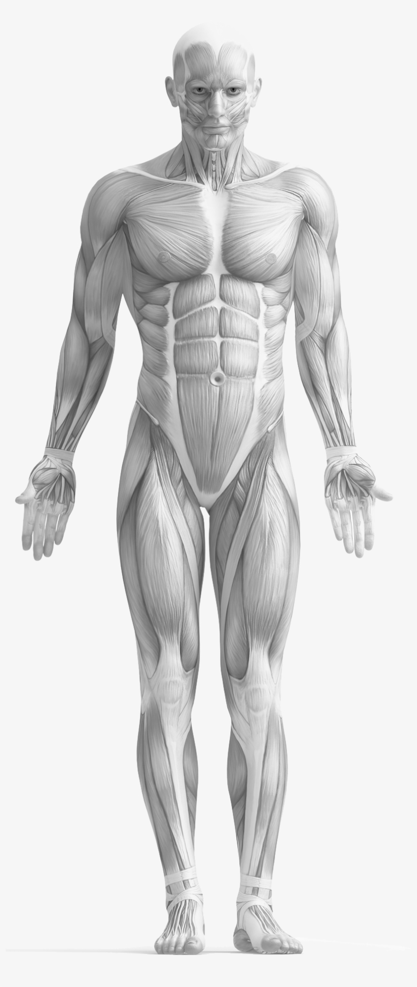 All My Life I Have Been Fascinated By The Human Body - Study Guide To Human Anatomy And Physiology 1, transparent png download