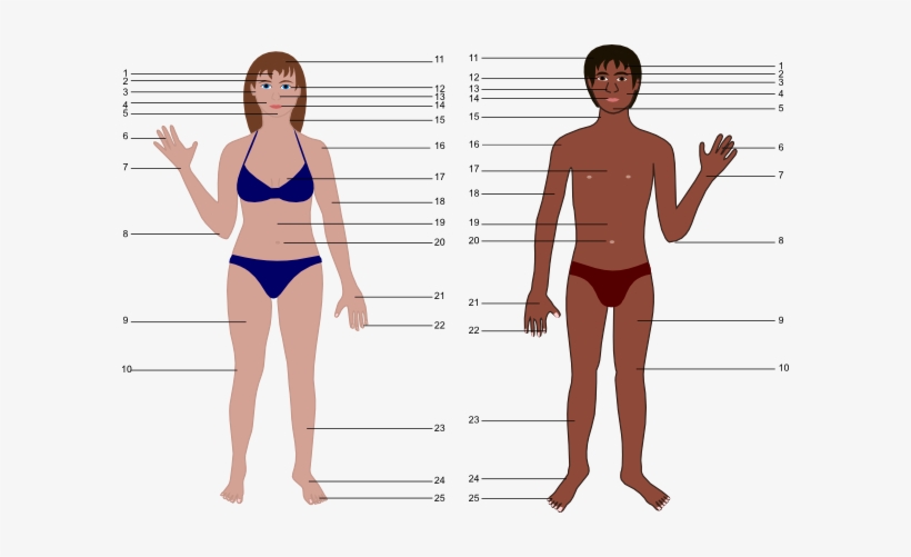 Cartoon Human Body, transparent png download