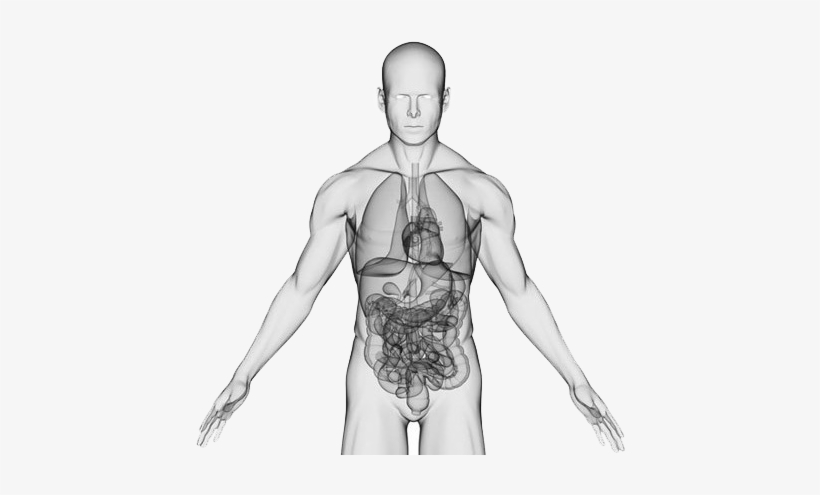 Body - Centrum - Inside Human Body Png, transparent png download