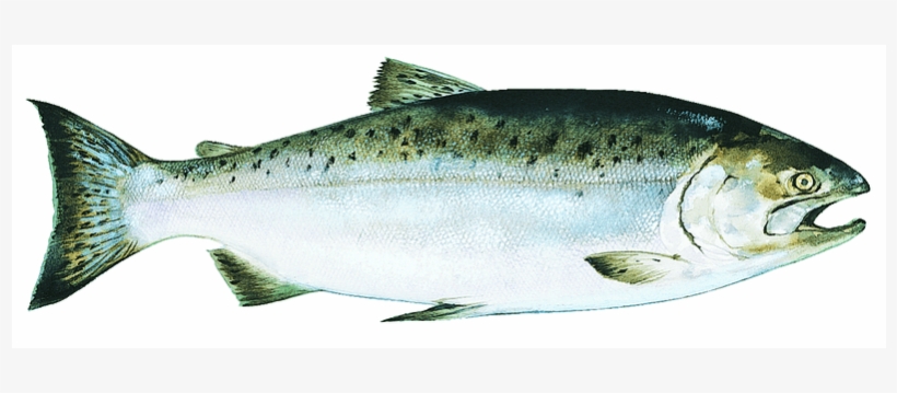 Copper River King - Alaskan Chinook Salmon, transparent png download