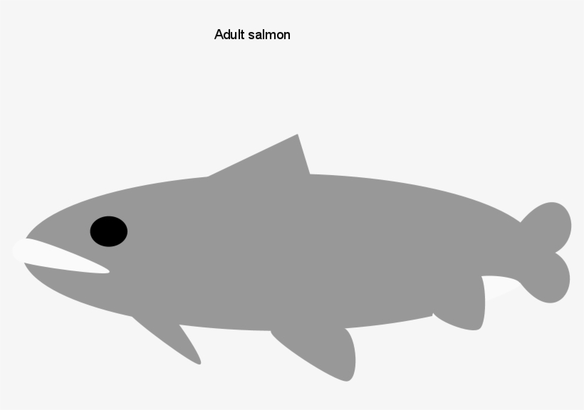 Adult Salmon, transparent png download