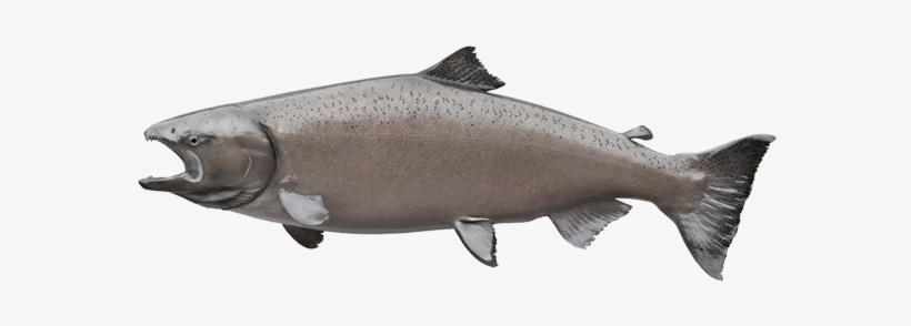 These Maintenance Schedules Are Chosen To Accomodate - Japanese Salmon Fish, transparent png download