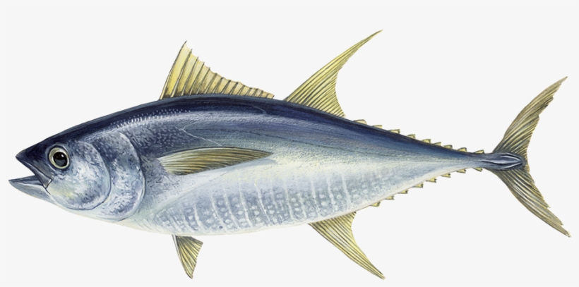 Pink Salmon - Atun Aleta Amarilla Dibujo, transparent png download