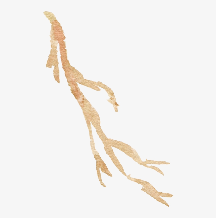 Watercolour - Illustration, transparent png download