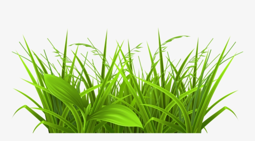 Free Download Grass Images Clip Art 6 Full Size - Physiological Efficiency For Crop Improvement, transparent png download