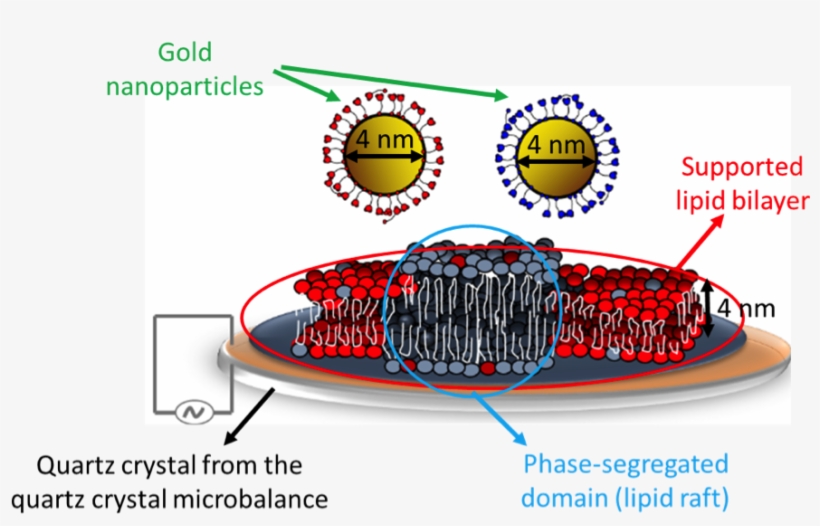 A John Madden-style Breakdown Of The Important Players, transparent png download