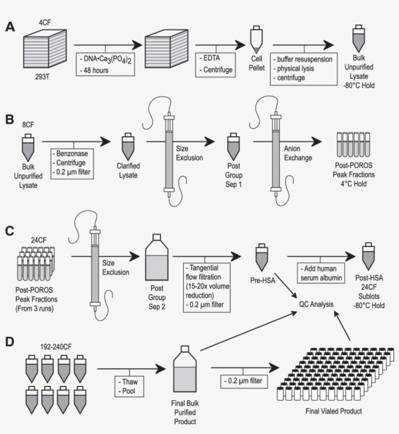 The Four Phases Of Vector Production And Purification, transparent png download