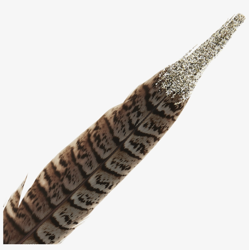 Pheasant Png, transparent png download