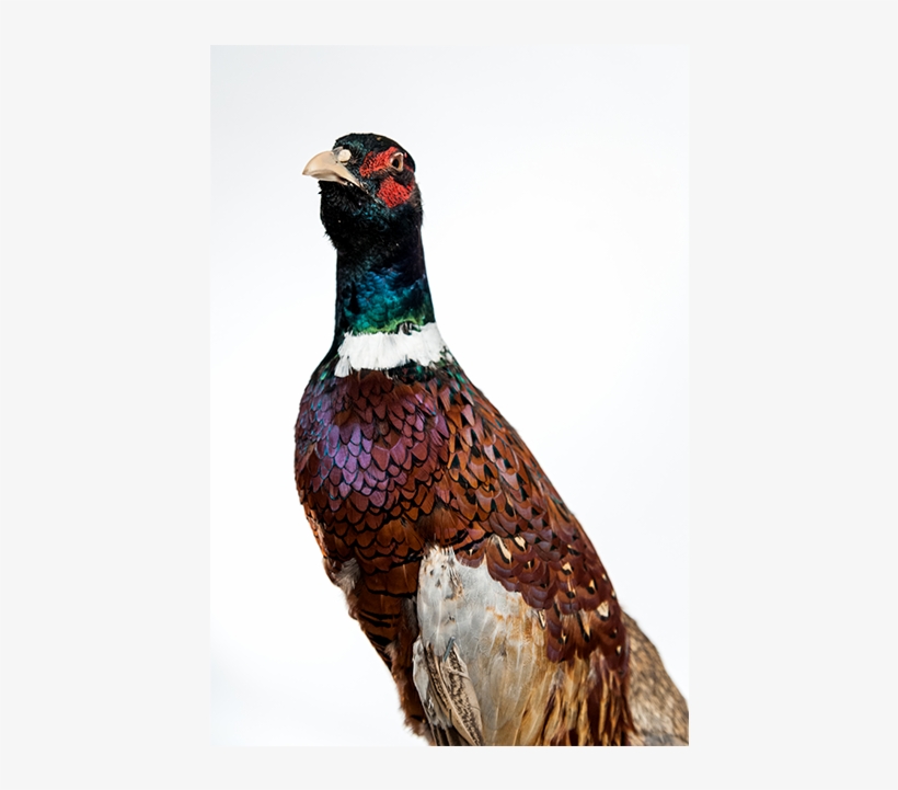 Taxidermy-pheasant, transparent png download