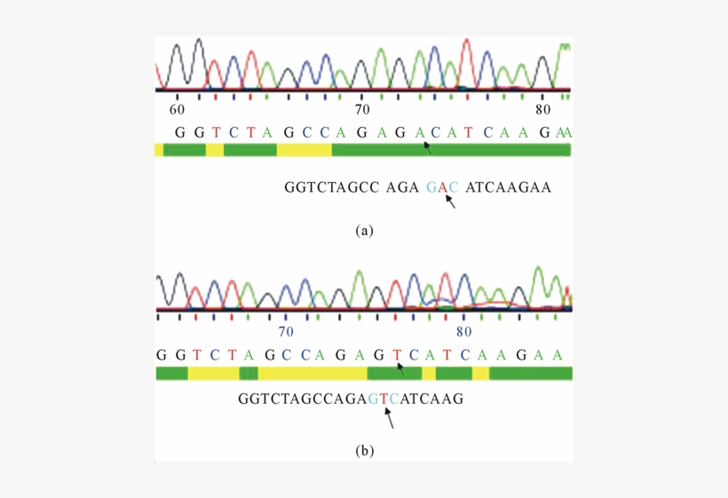 Dna Sequencing Of D816v C Kit Ptre2hyg Plasmid Construct, transparent png download