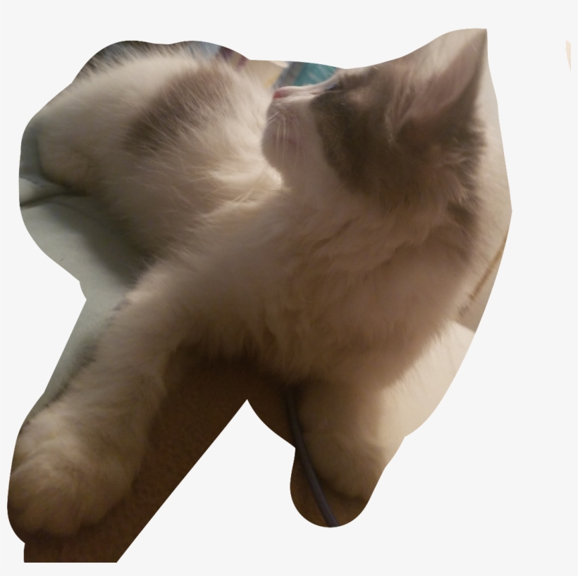 Waddles Png, transparent png download