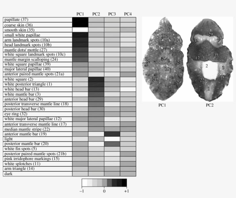 Numbers In Brackets Relate To Component Numbers As, transparent png download