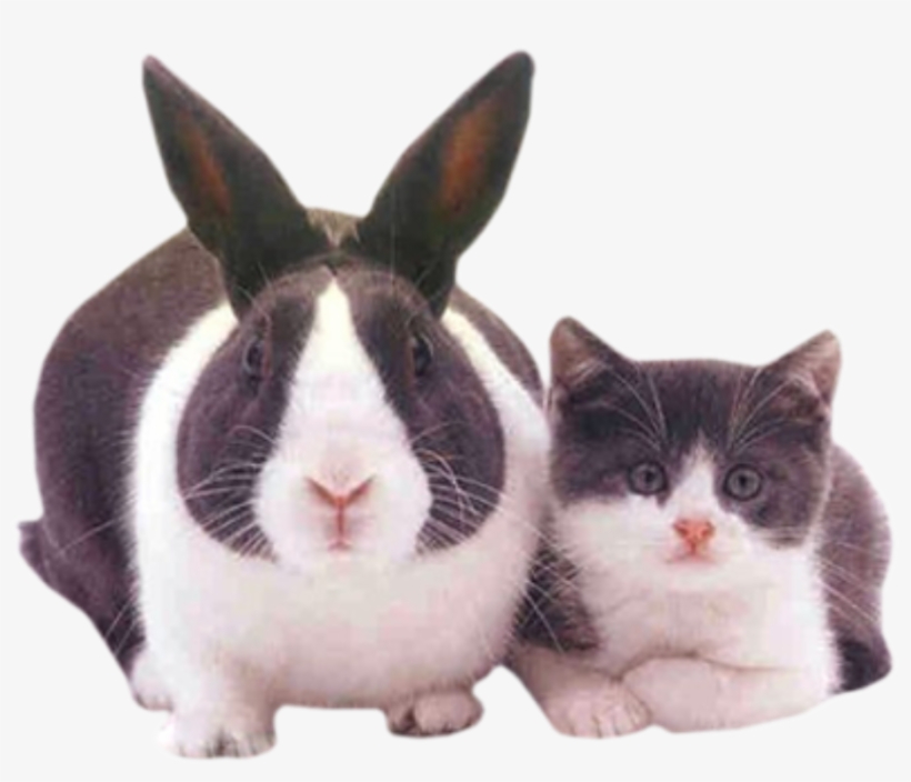Scottish Fold Easter Bunny Kitten Dog Puppy, transparent png download