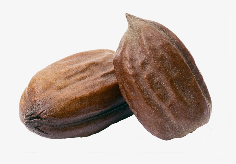 Jojoba, transparent png download