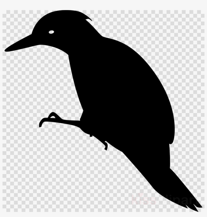 Woodpecker Clipart Woody Woodpecker Bird, transparent png download