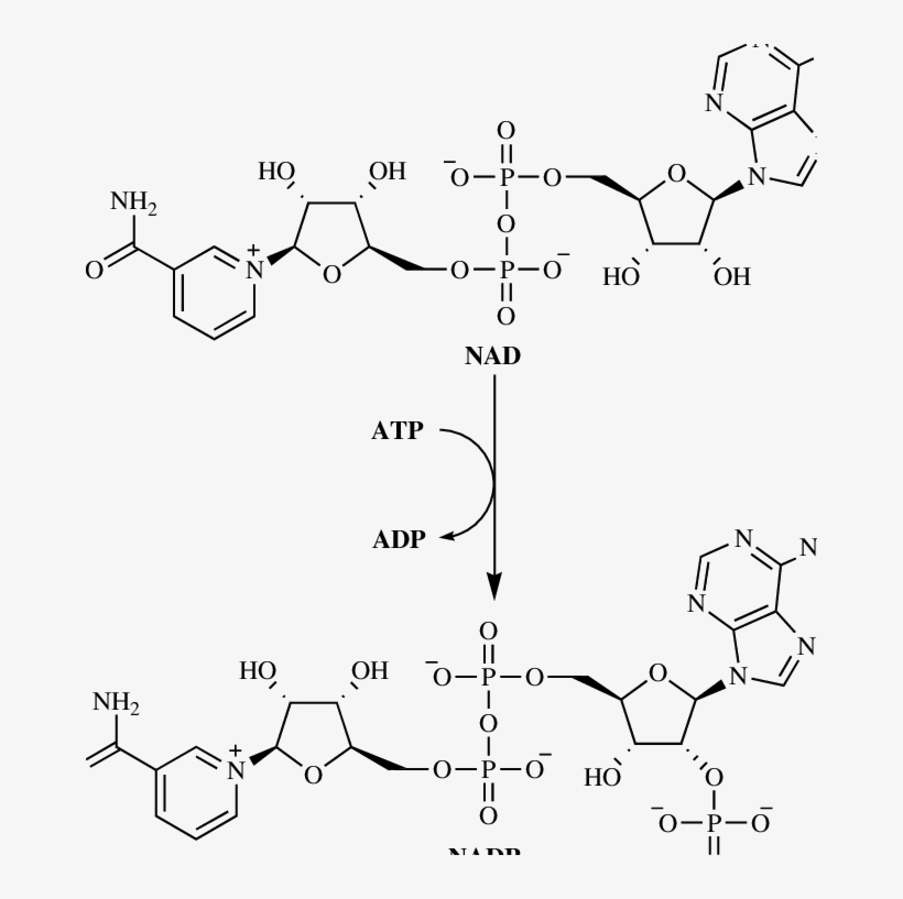 Nadk-catalyzed Reaction -, transparent png download