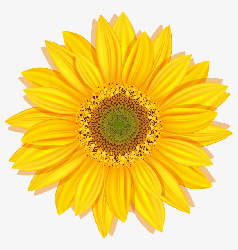 Sunflower Hill New Board, transparent png download