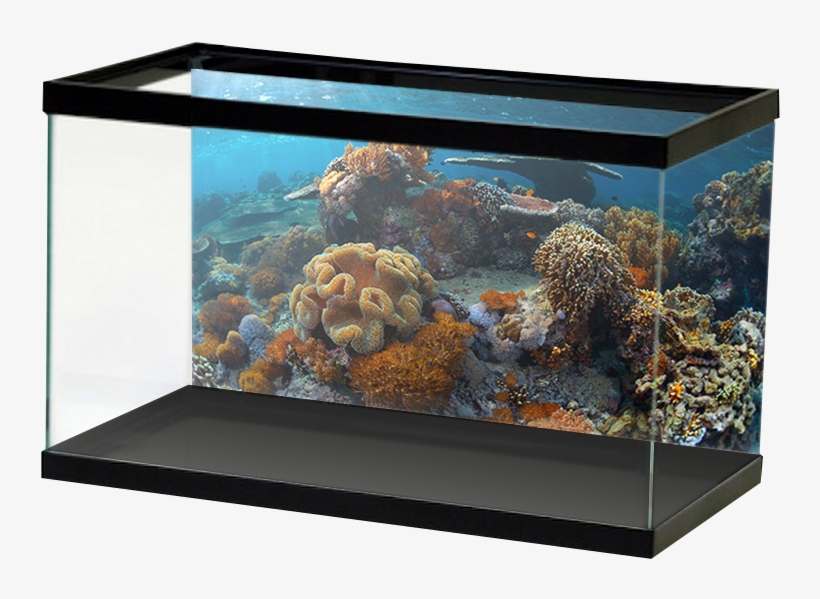 Aquariumvinyl Orangeplatingcoralreef, transparent png download