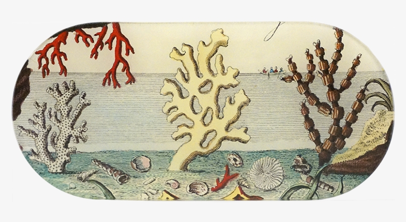 Corals Png, transparent png download