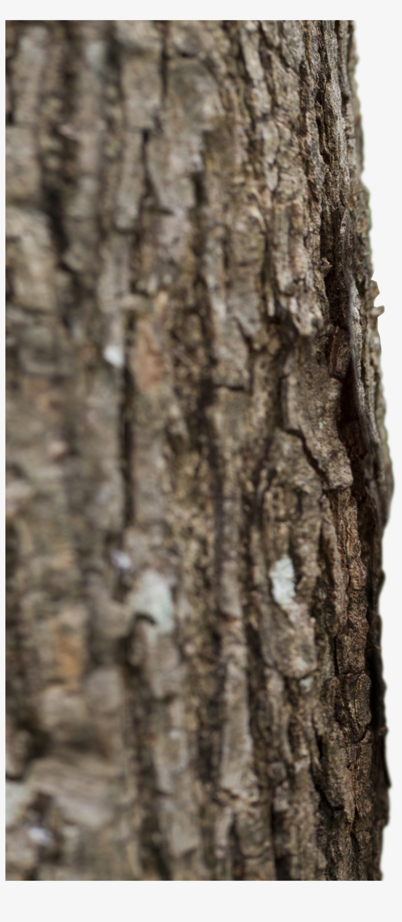 Endoterapia Arborea Tronco De Árbol, transparent png download