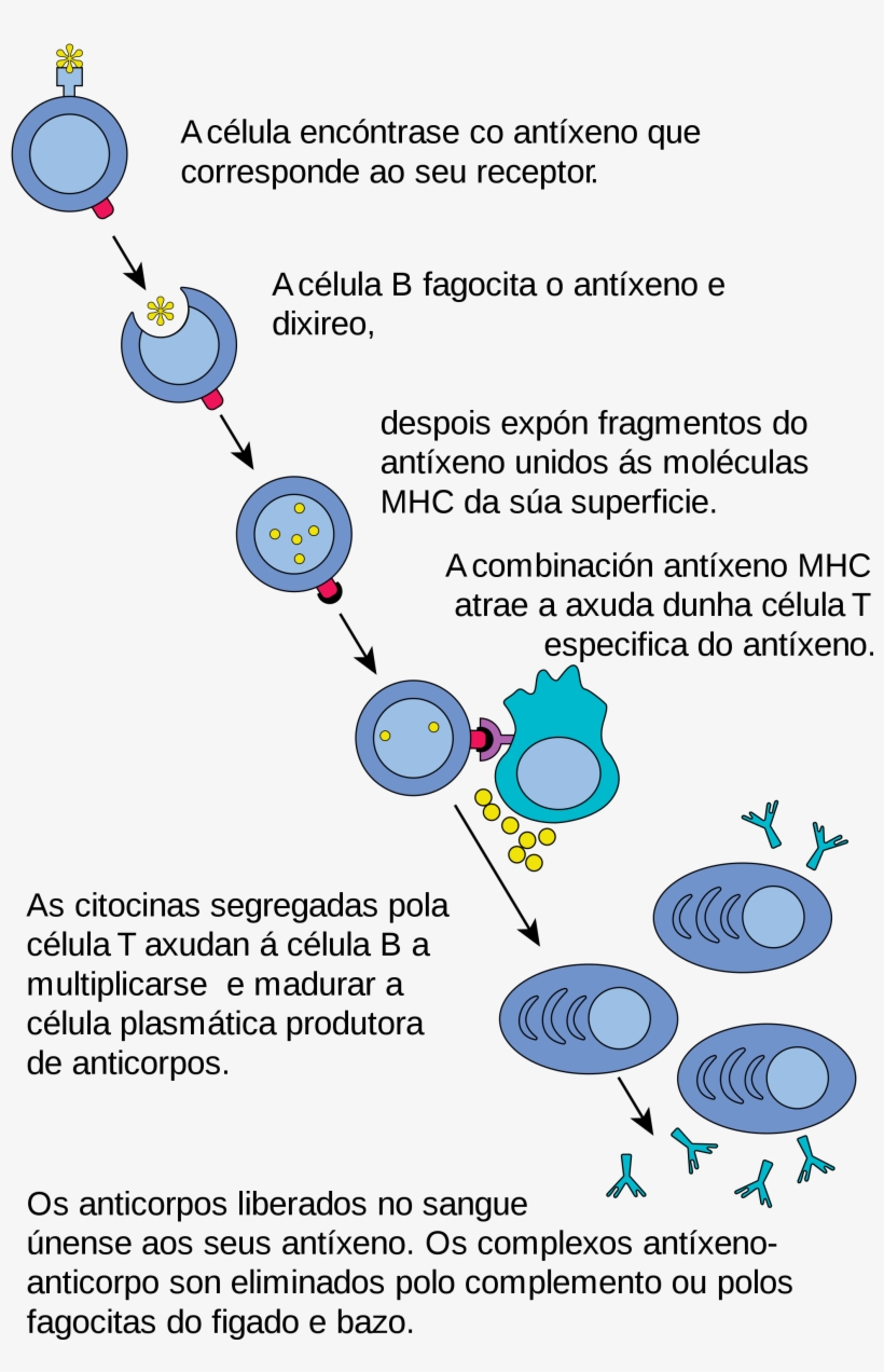 Open, transparent png download