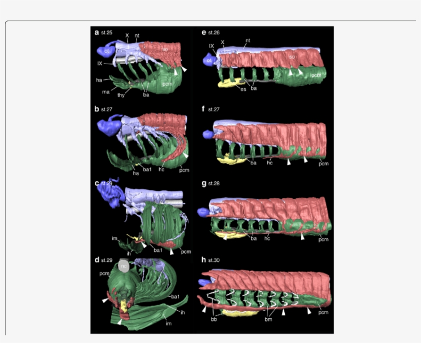 A H, 3d Reconstruction Images Of Shark And Lamprey, transparent png download