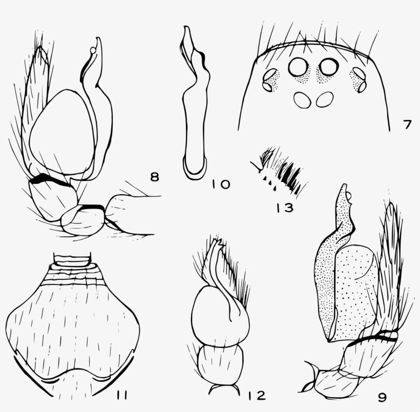 File Otiothops Diagnostic Drawings, transparent png download