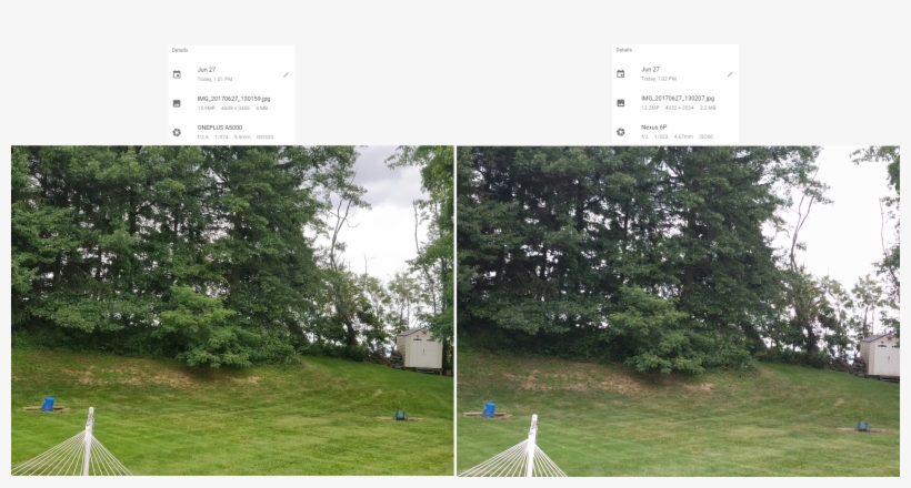 Leave And Tree Detail, transparent png download